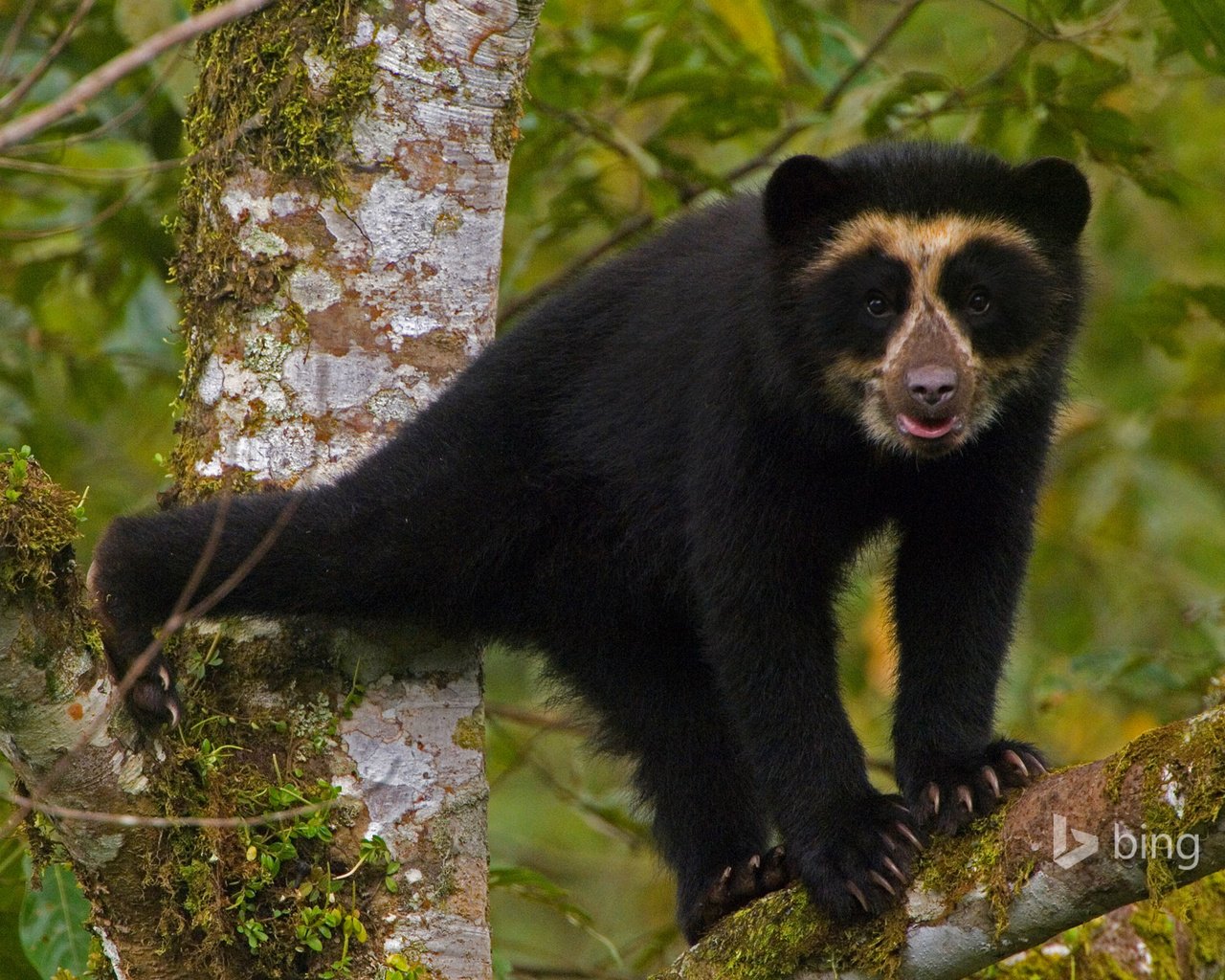 Обои дерево, лес, медведь, очковый медведь, tree, forest, bear, spectacled bear разрешение 1920x1200 Загрузить