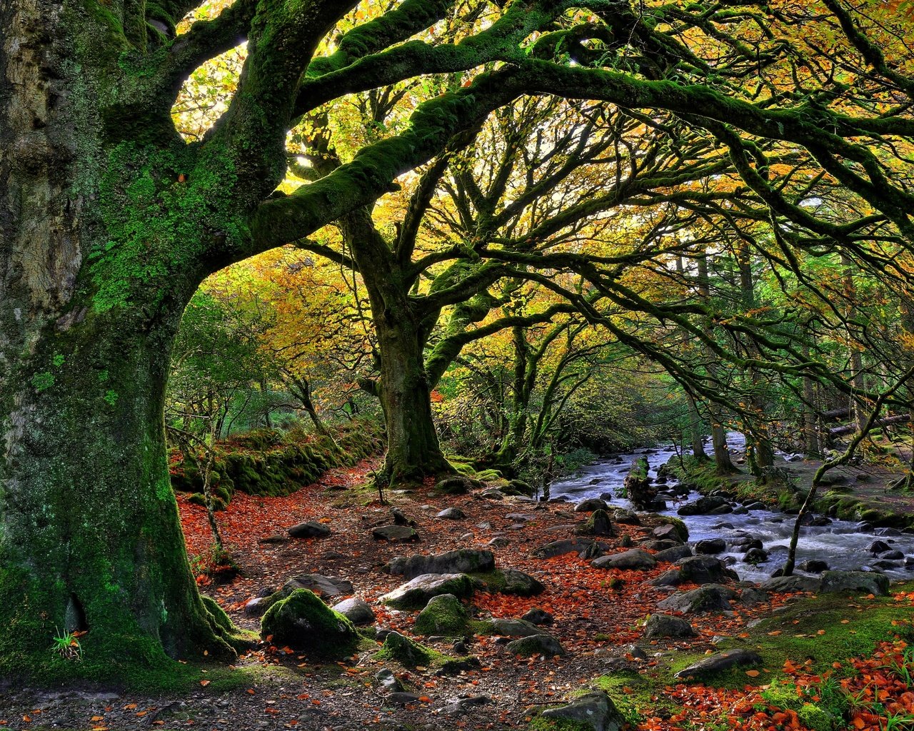 Обои деревья, лес, пейзаж, осень, речка, killarney national park, trees, forest, landscape, autumn, river разрешение 2880x1920 Загрузить