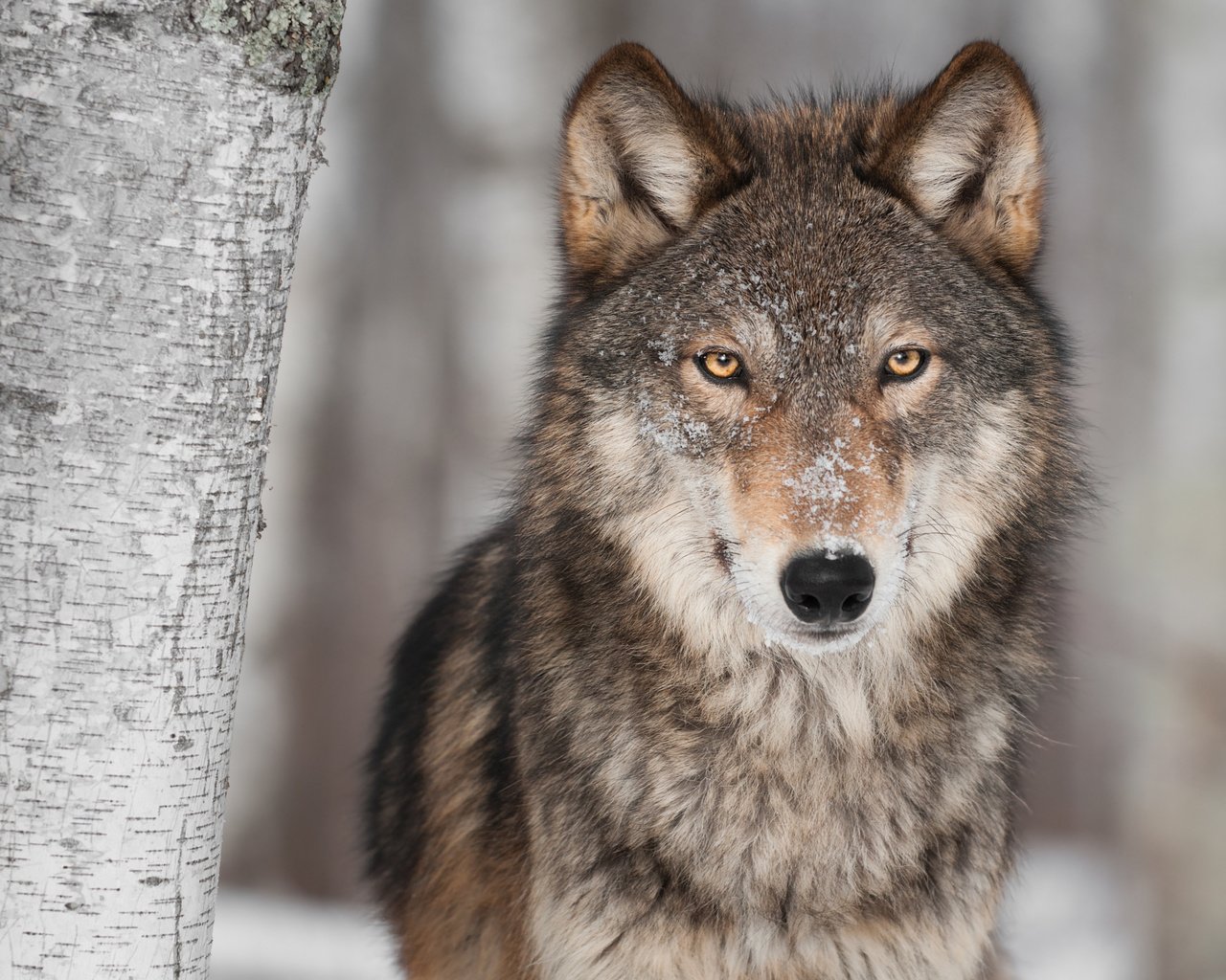 Обои морда, снег, дерево, хищник, волк, face, snow, tree, predator, wolf разрешение 3723x2473 Загрузить