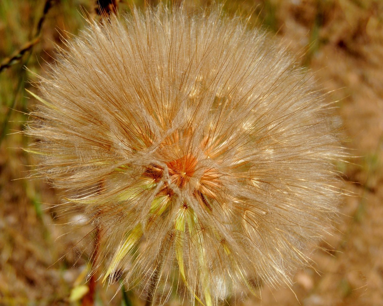 Обои природа, цветок, одуванчик, растение, былинки, nature, flower, dandelion, plant, blade разрешение 3600x2700 Загрузить