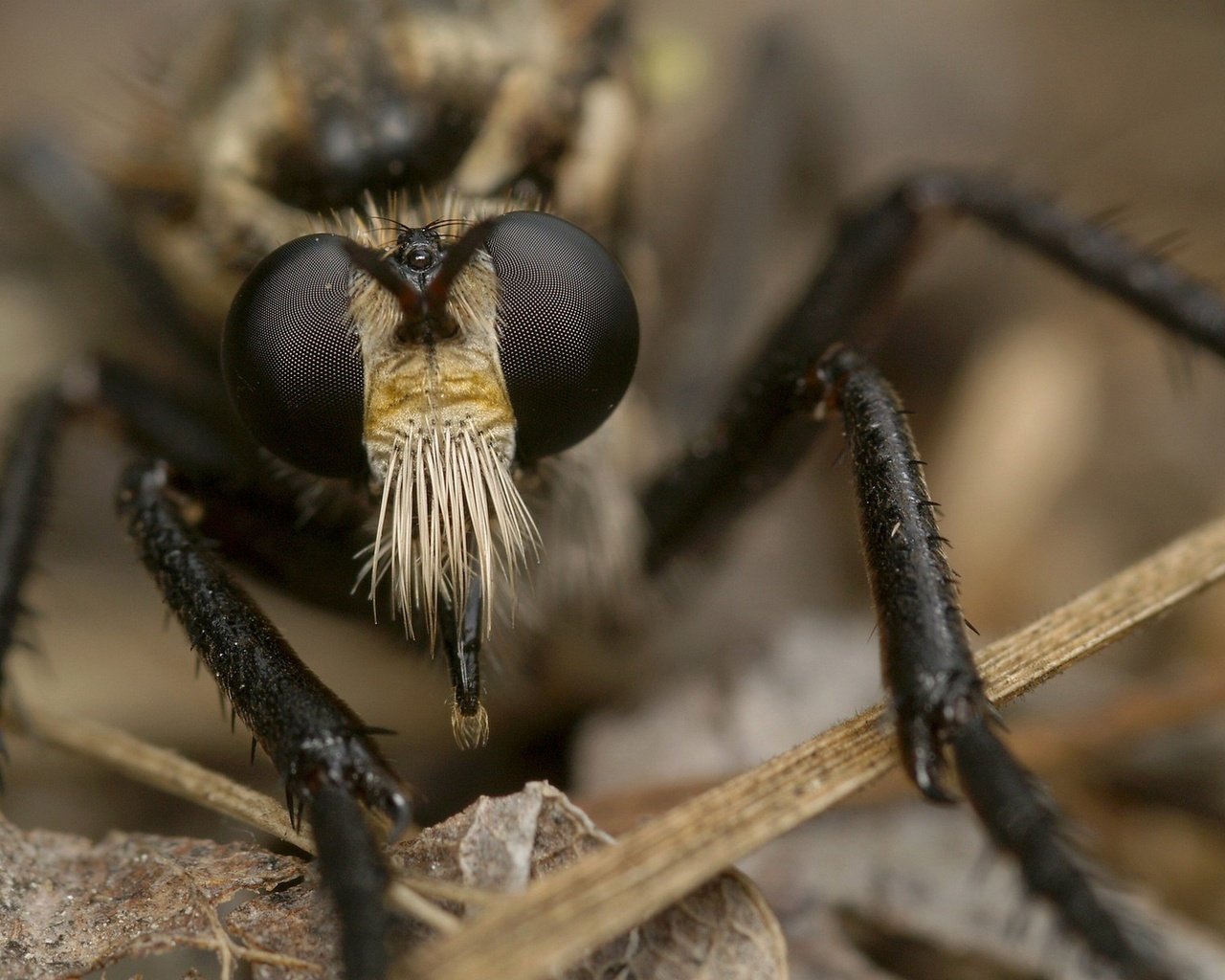 Обои макро, насекомое, муха, macro, insect, fly разрешение 1920x1440 Загрузить