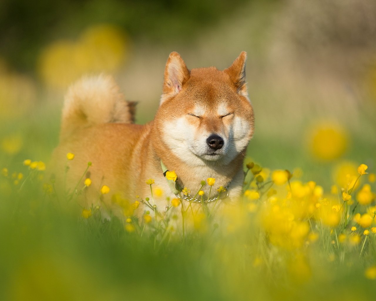 Обои морда, цветы, трава, лето, собака, друг, сиба-ину, face, flowers, grass, summer, dog, each, shiba inu разрешение 1999x1257 Загрузить