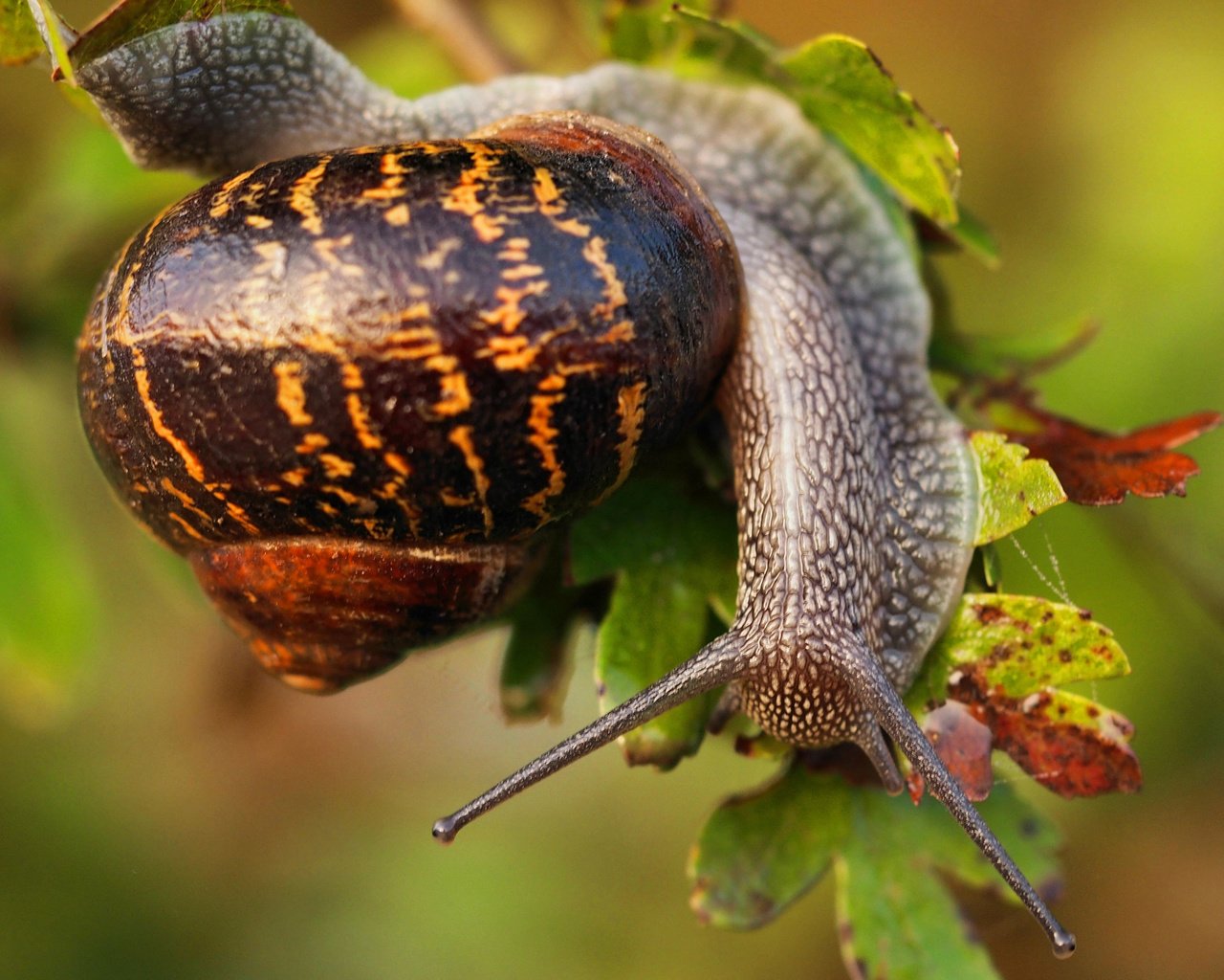 Обои листья, макро, улитка, раковина, leaves, macro, snail, sink разрешение 2048x1555 Загрузить