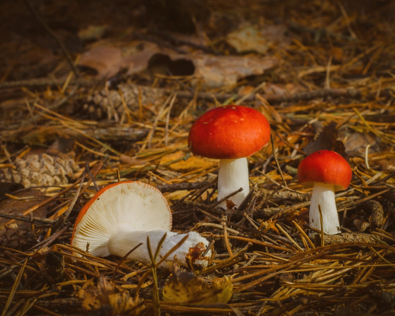 Обои природа, осень, грибы, nature, autumn, mushrooms разрешение 3527x2336 Загрузить