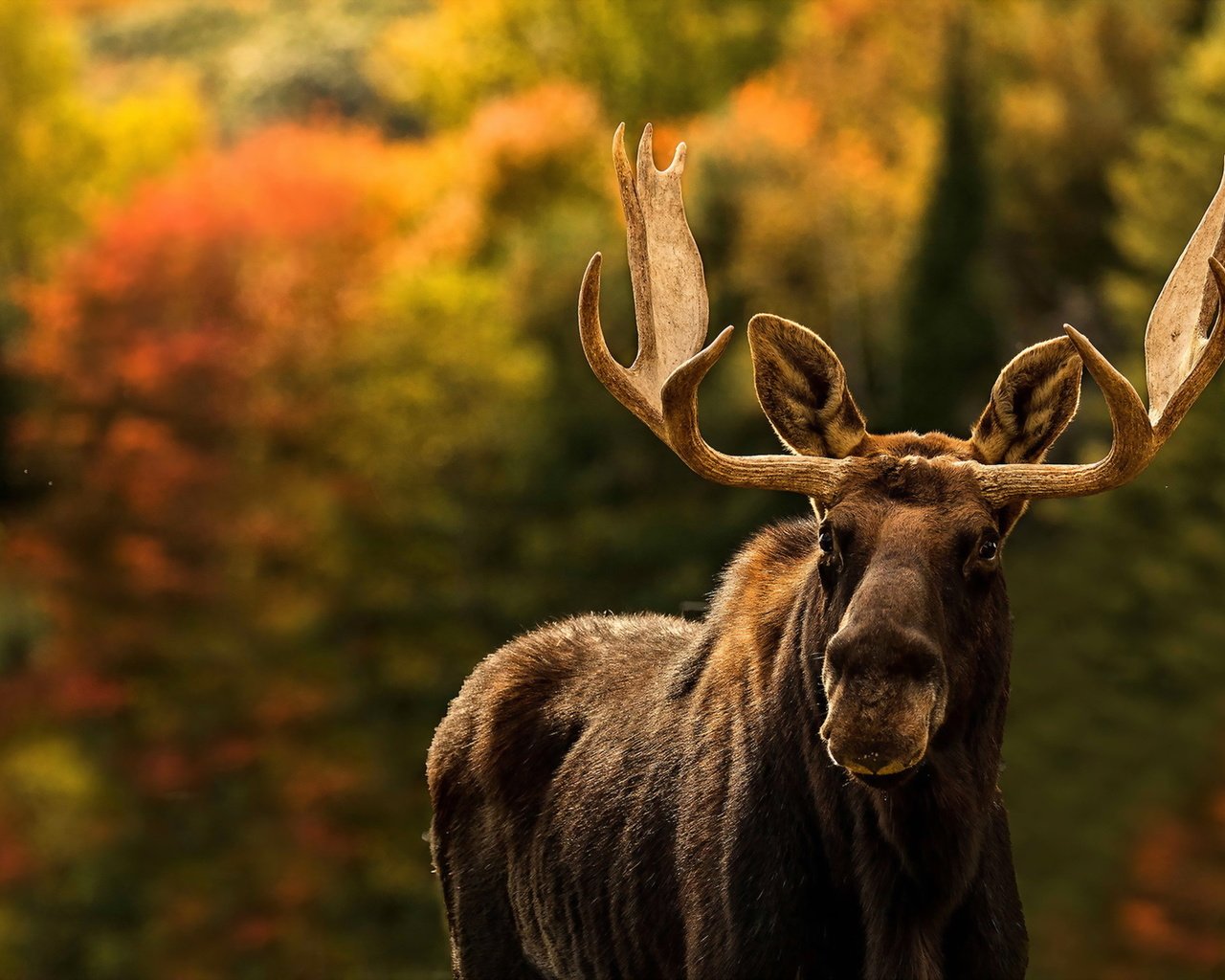Обои природа, фон, лось, nature, background, moose разрешение 1920x1279 Загрузить