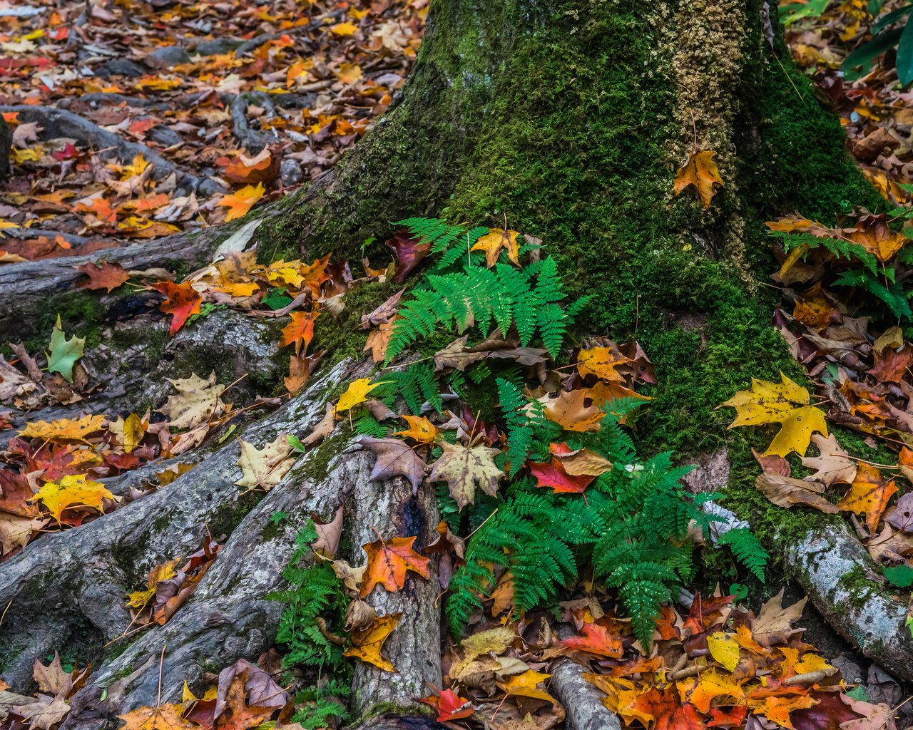 Обои дерево, листья, осень, мох, tree, leaves, autumn, moss разрешение 2048x1491 Загрузить