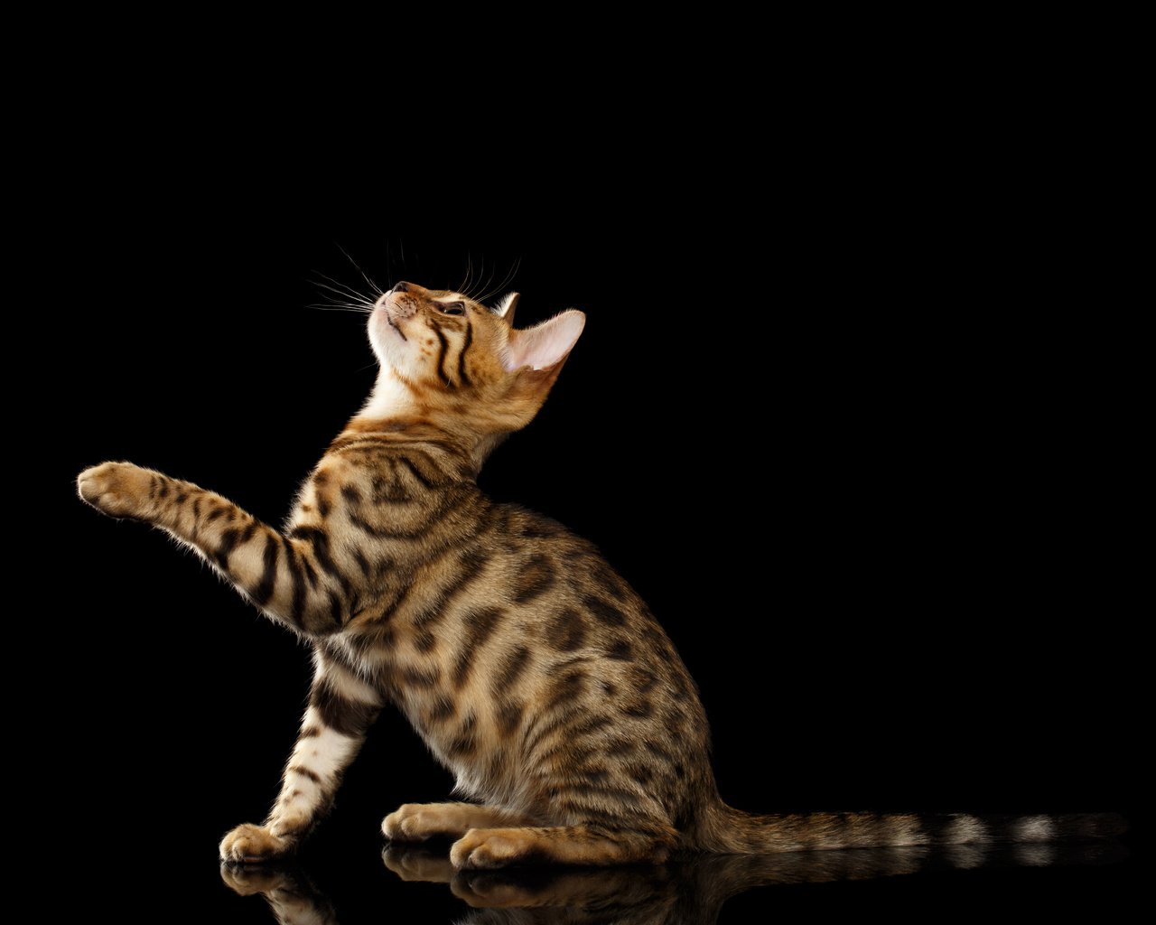 Обои черный фон, лапка, бенгальская кошка, black background, foot, bengal cat разрешение 4948x3299 Загрузить