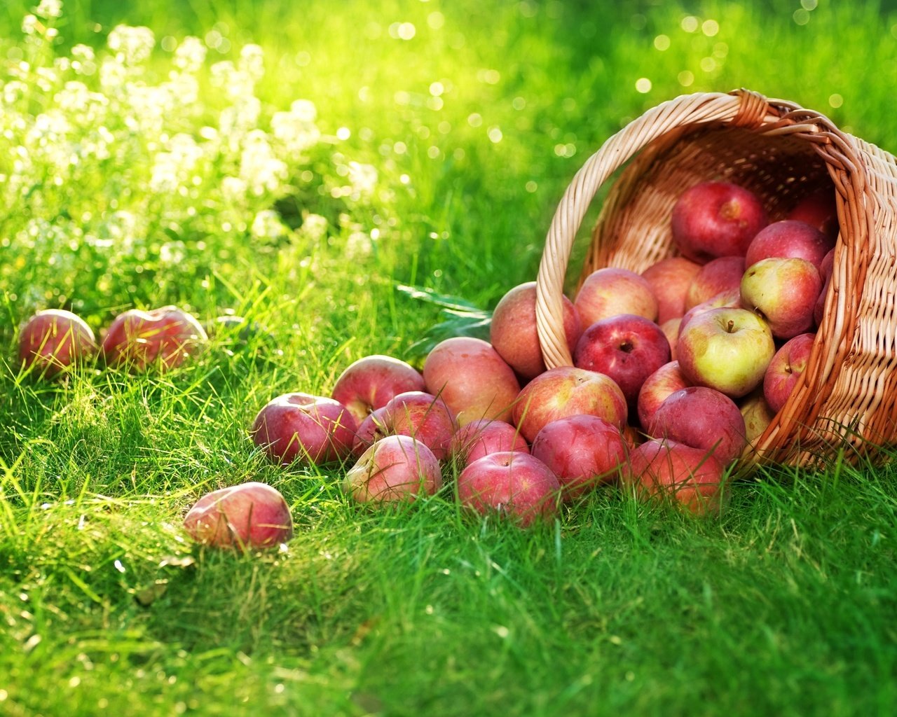 Обои трава, фрукты, яблоки, корзина, плоды, корзинка с яблоками, grass, fruit, apples, basket, basket with apples разрешение 2560x1600 Загрузить
