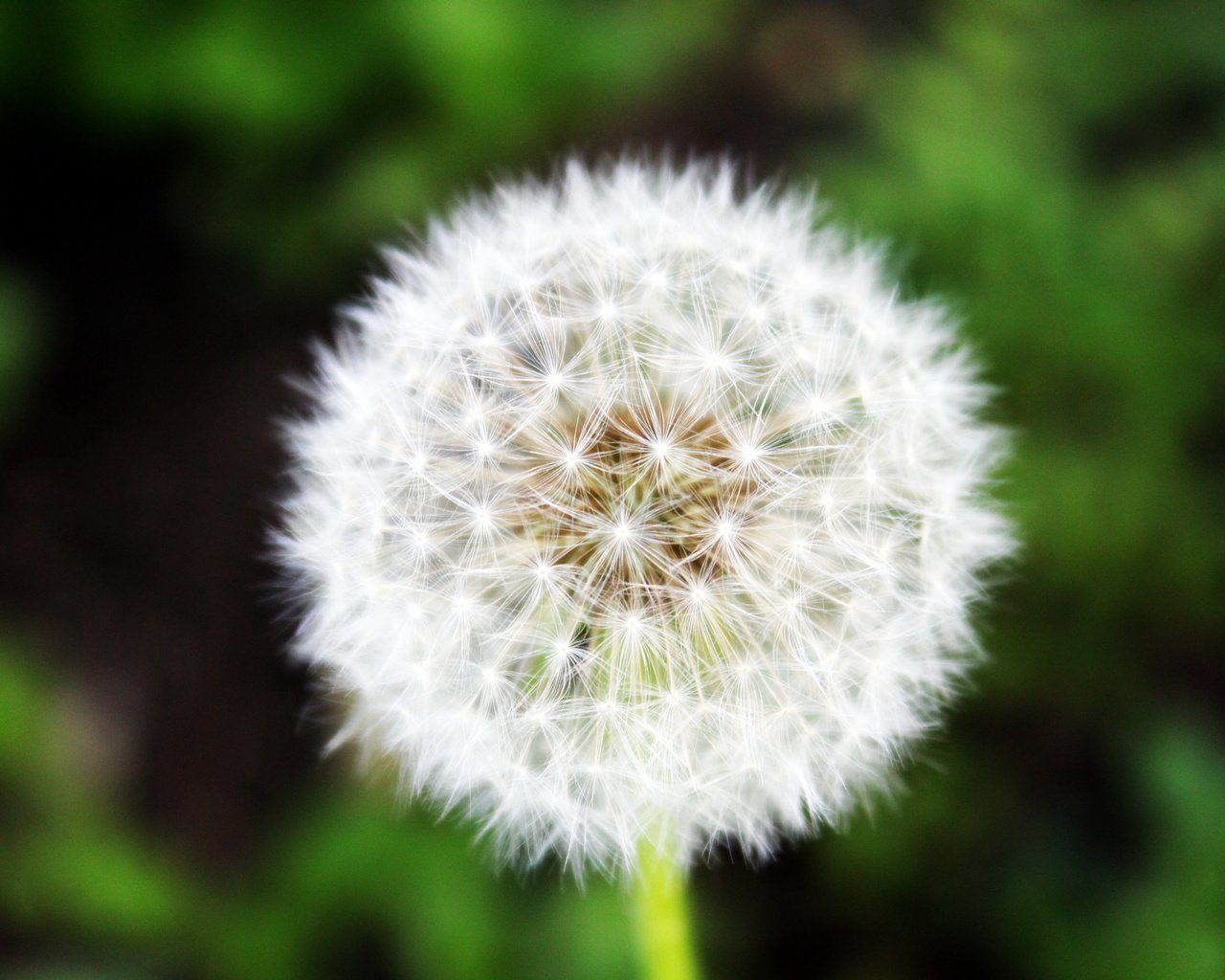 Обои трава, зелень, макро, лето, одуванчик, grass, greens, macro, summer, dandelion разрешение 5184x3456 Загрузить