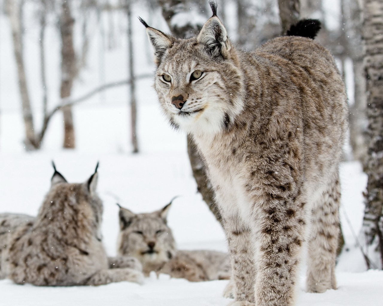 Обои природа, фон, рыси, nature, background, lynx разрешение 2560x1600 Загрузить