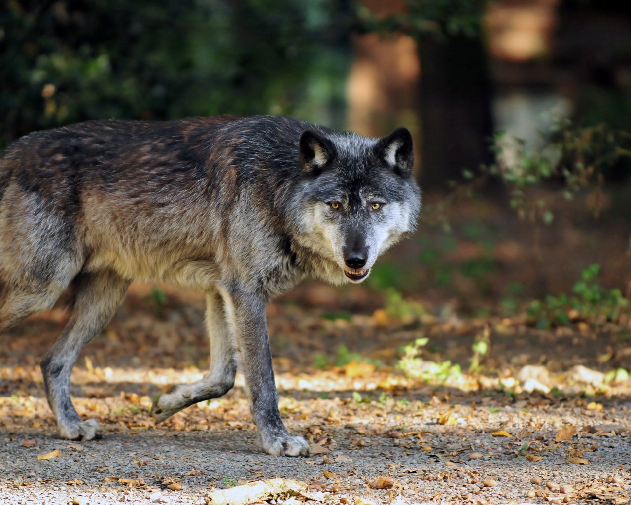 Обои морда, лапы, взгляд, осень, хищник, волк, face, paws, look, autumn, predator, wolf разрешение 4288x2848 Загрузить