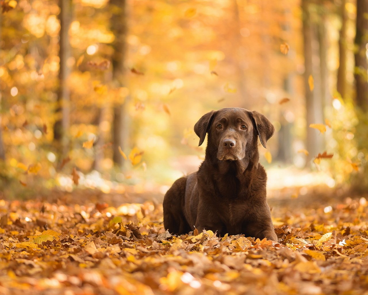 Обои взгляд, осень, собака, друг, листопад, лабрадор ретривер, look, autumn, dog, each, falling leaves, labrador retriever разрешение 1920x1150 Загрузить