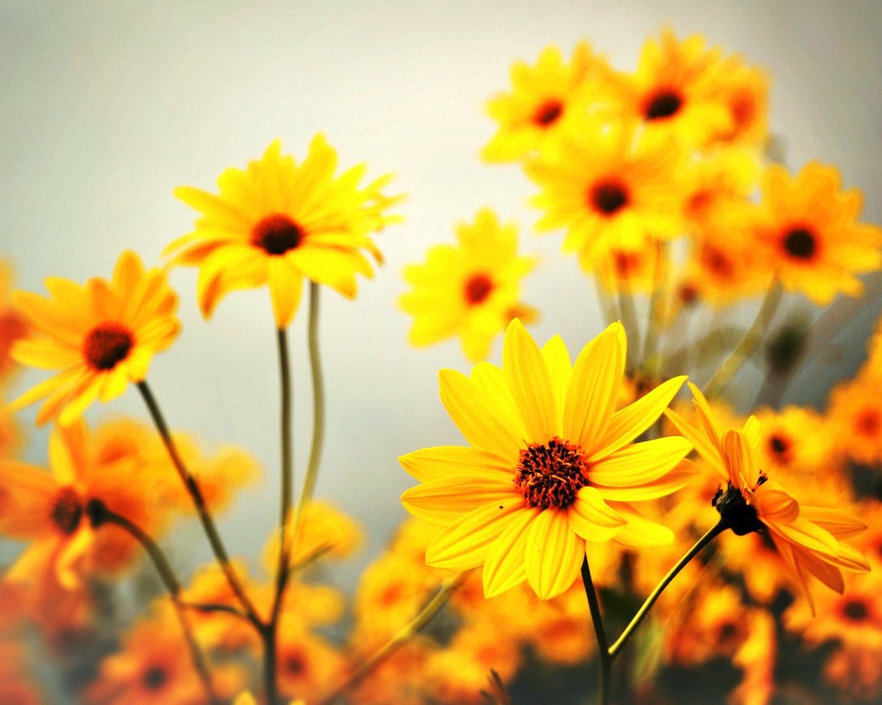 Обои цветы, лепестки, стебли, желтые цветы, flowers, petals, stems, yellow flowers разрешение 2048x1365 Загрузить