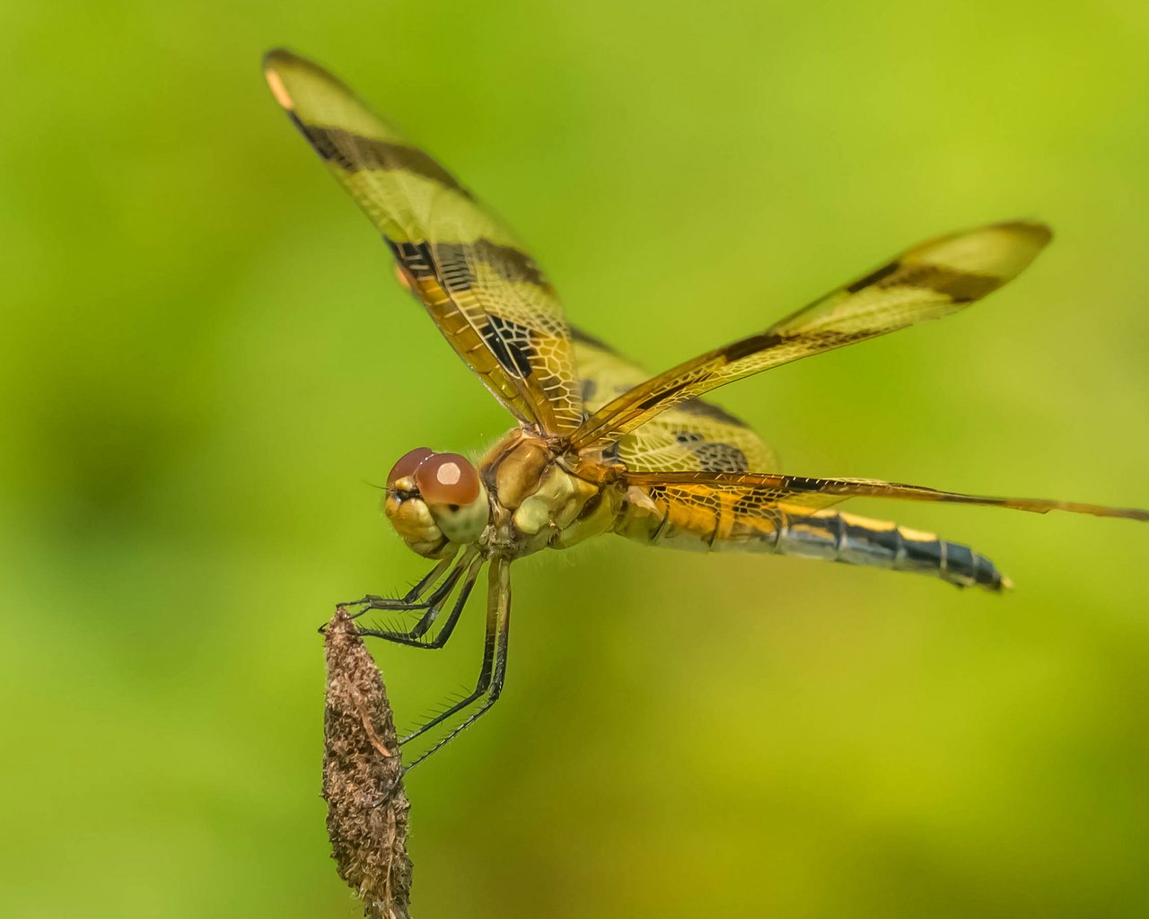 Обои природа, насекомое, крылья, стрекоза, nature, insect, wings, dragonfly разрешение 2048x1380 Загрузить