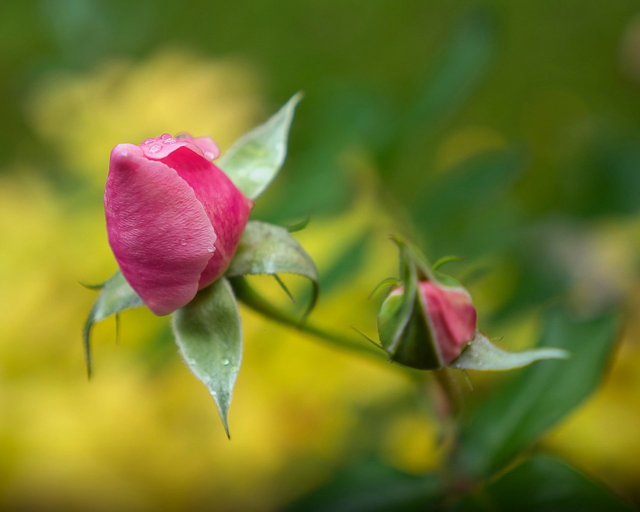 Обои фон, цветок, роза, background, flower, rose разрешение 2047x1344 Загрузить