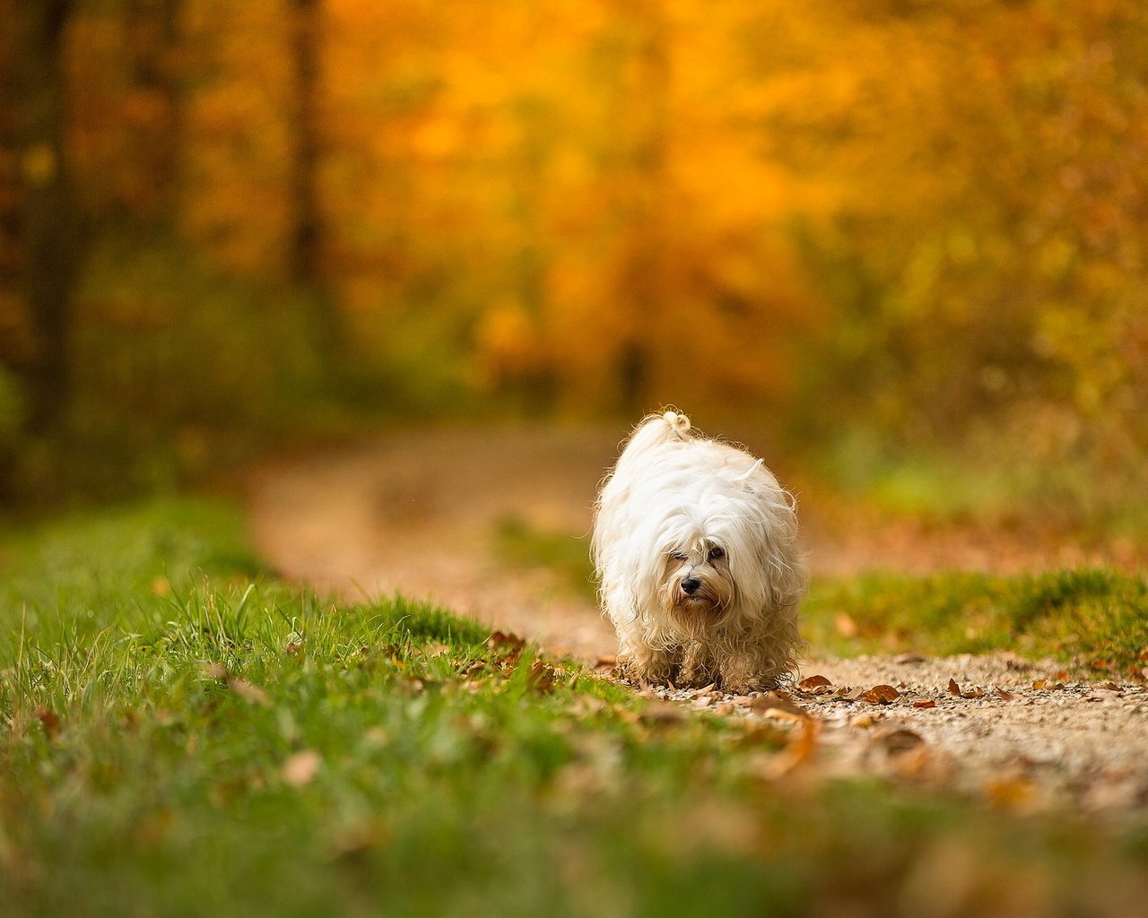 Обои взгляд, осень, собака, друг, look, autumn, dog, each разрешение 2048x1142 Загрузить