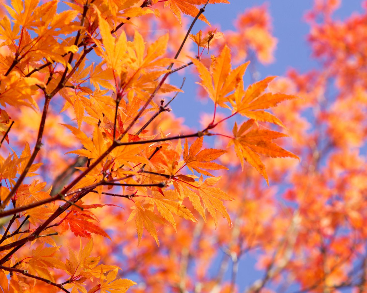Обои небо, листья, ветки, осень, the sky, leaves, branches, autumn разрешение 2048x1365 Загрузить