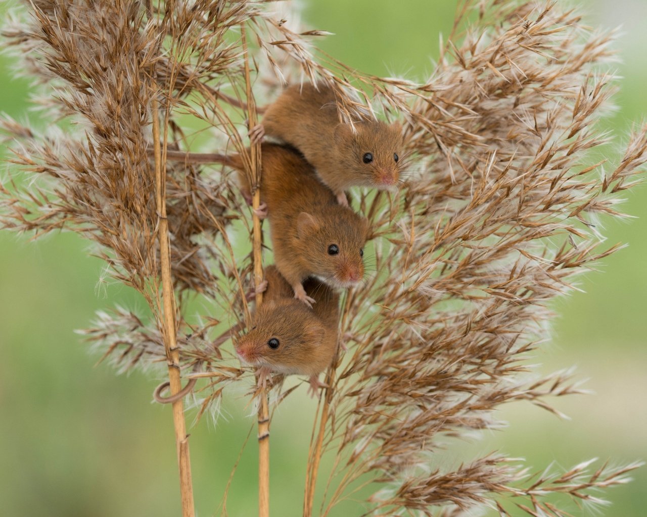 Обои мыши, камыш, трио, harvest mouse, мышь-малютка, троица, mouse, reed, trio, the mouse is tiny, trinity разрешение 2880x2161 Загрузить