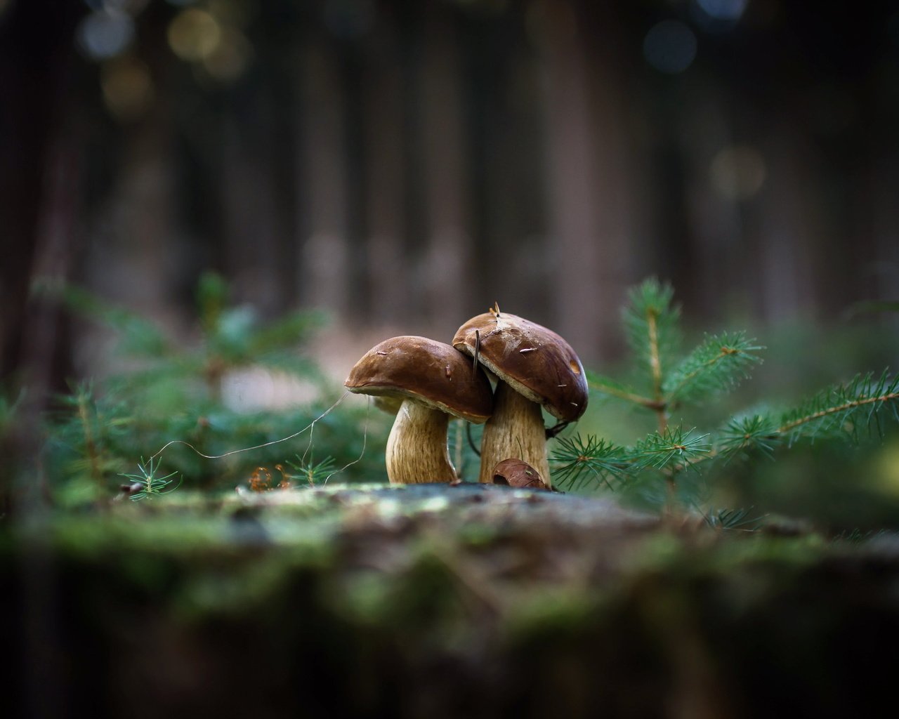 Обои природа, фон, грибы, гриб, nature, background, mushrooms, mushroom разрешение 2048x1362 Загрузить