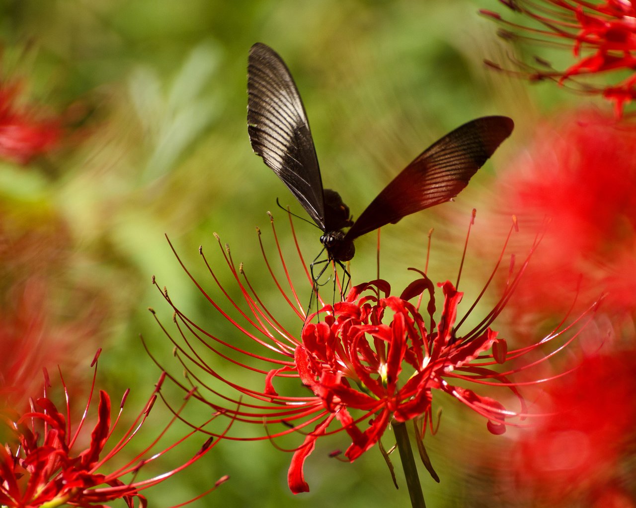 Обои насекомое, цветок, лепестки, бабочка, крылья, растение, insect, flower, petals, butterfly, wings, plant разрешение 2048x1356 Загрузить