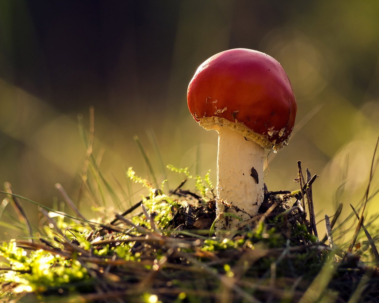 Обои природа, осень, гриб, nature, autumn, mushroom разрешение 1920x1279 Загрузить