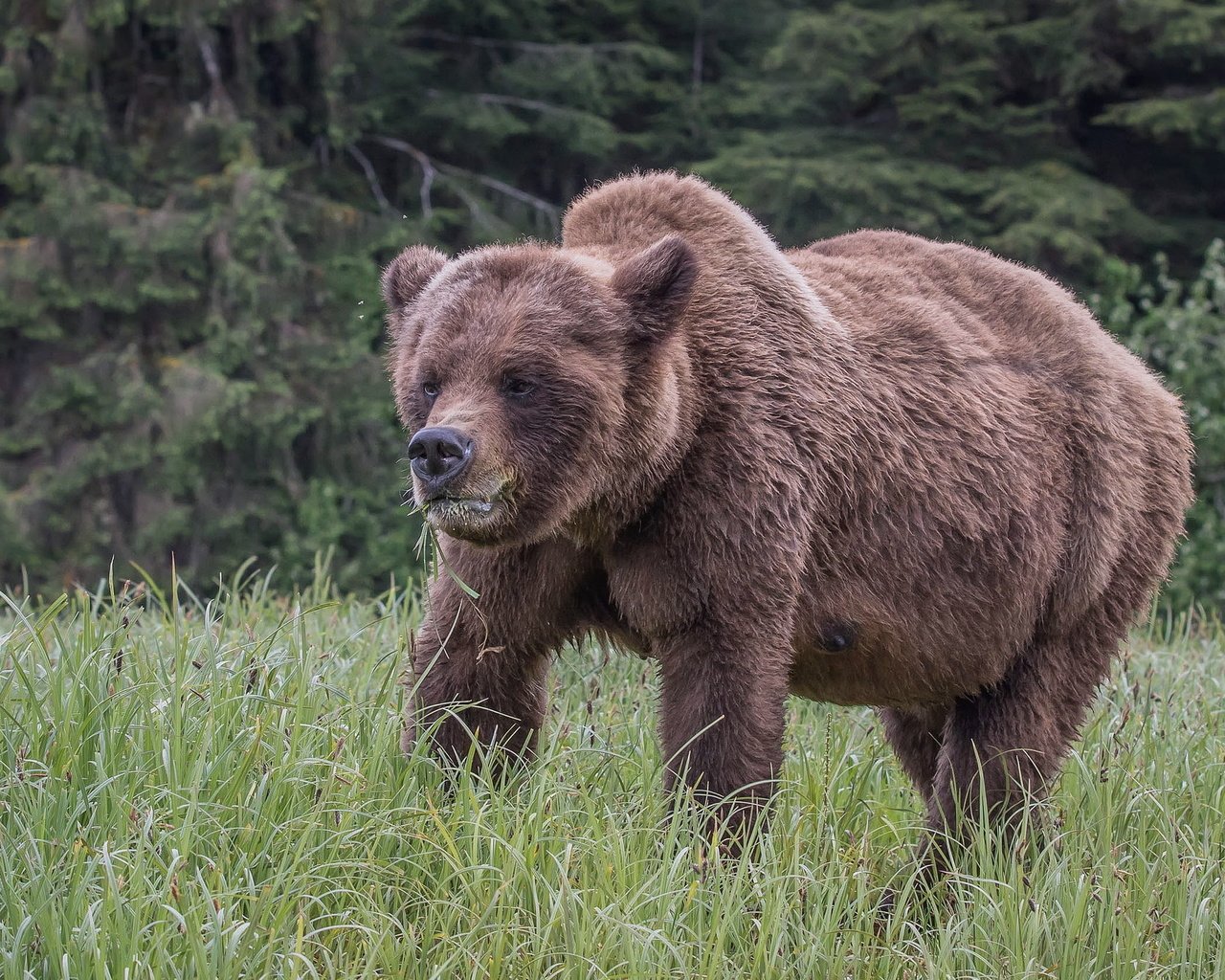 Обои природа, медведь, медвед, гризли, nature, bear, grizzly разрешение 2046x1364 Загрузить