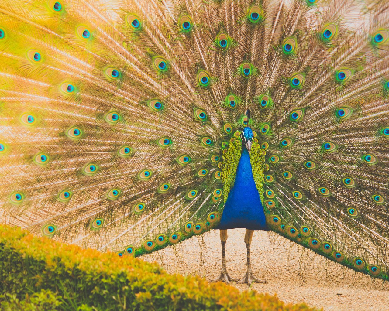 Обои птица, павлин, перья, хвост, bird, peacock, feathers, tail разрешение 2048x1365 Загрузить