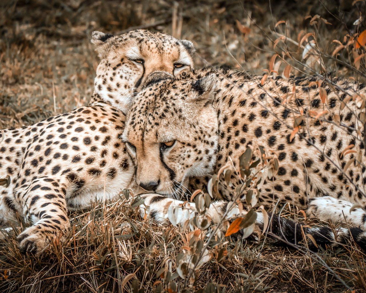 Обои природа, фон, гепарды, nature, background, cheetahs разрешение 2220x1249 Загрузить
