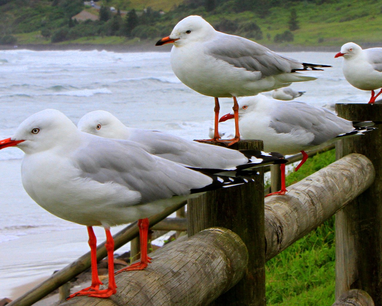 Обои волны, море, птицы, чайки, wave, sea, birds, seagulls разрешение 2336x1100 Загрузить