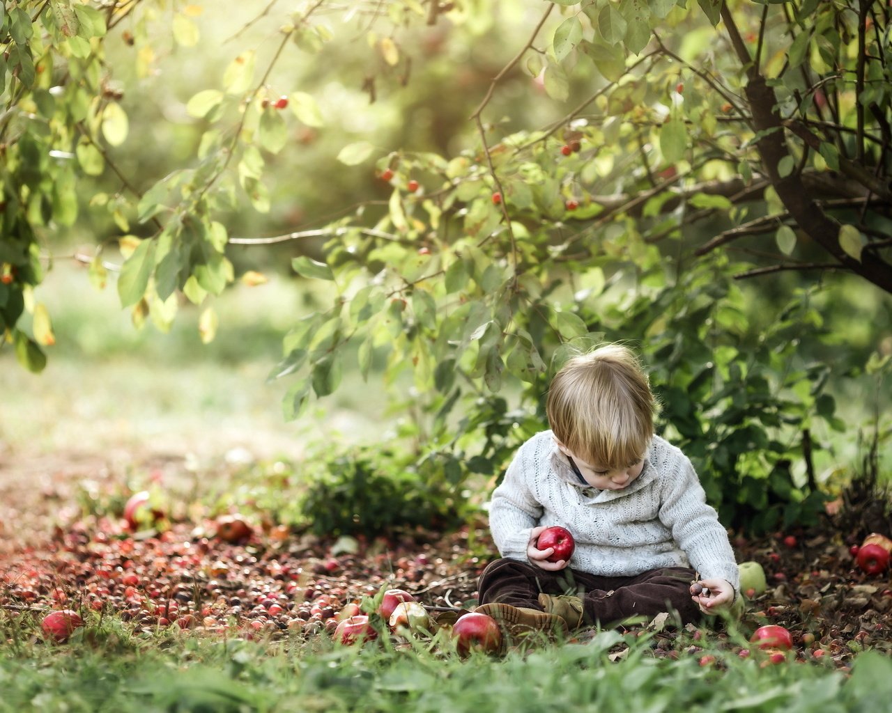 Обои природа, яблоки, мальчик, nature, apples, boy разрешение 2048x1365 Загрузить