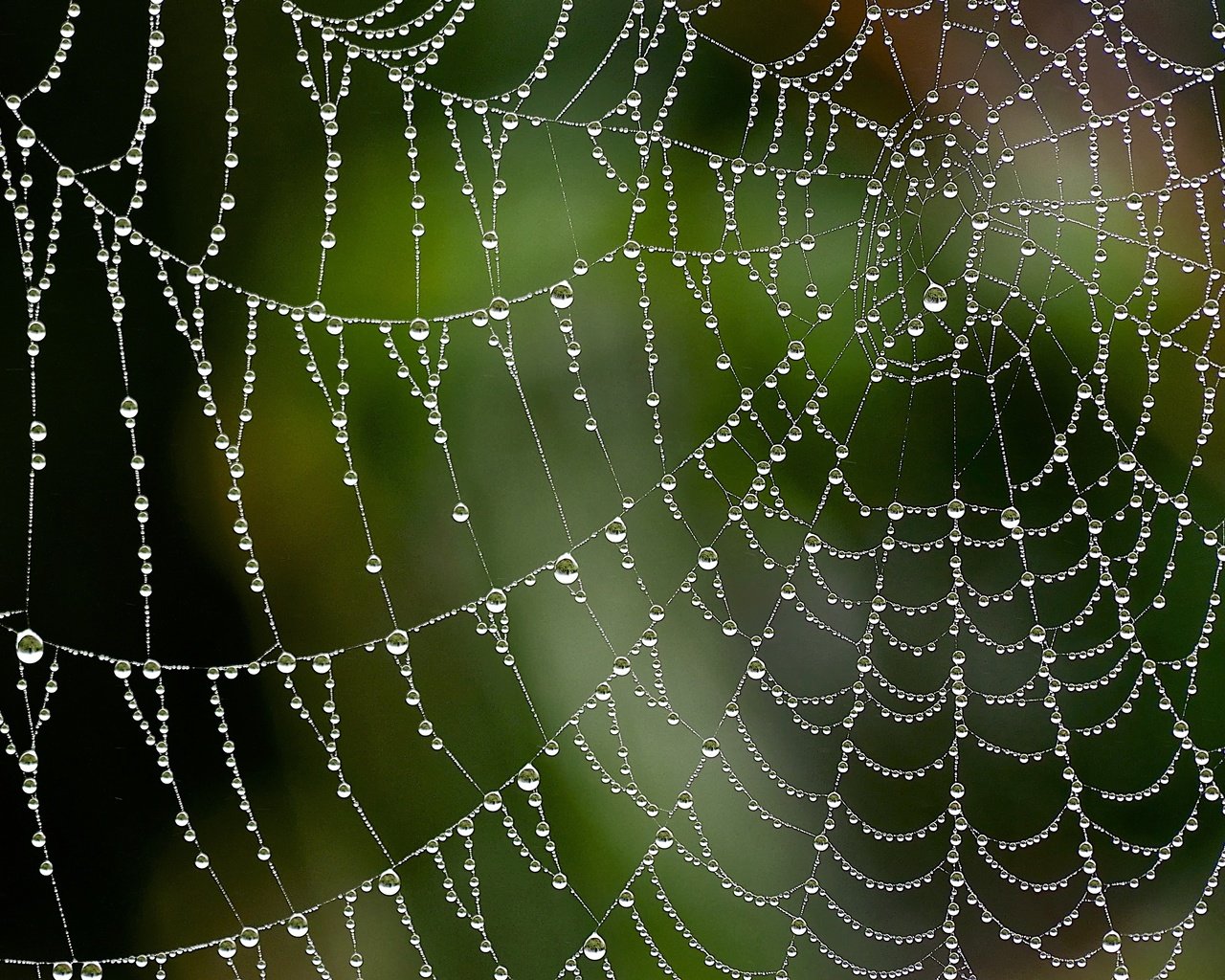 Обои макро, капли, паутина, macro, drops, web разрешение 4440x2960 Загрузить