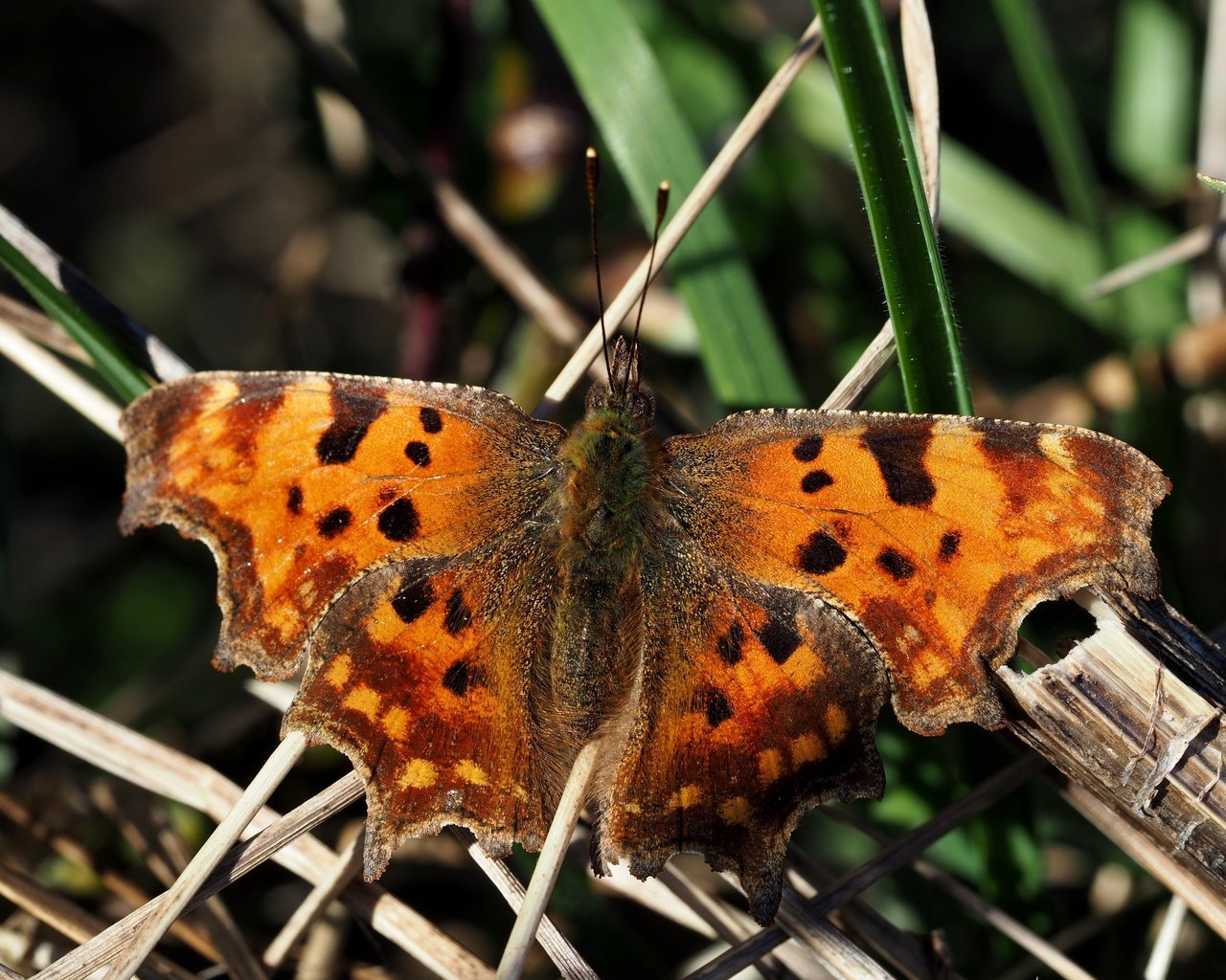 Обои фон, бабочка, размытость, толстоголовка-запятая, hesperia comma, background, butterfly, blur, skipper, comma разрешение 2880x2160 Загрузить