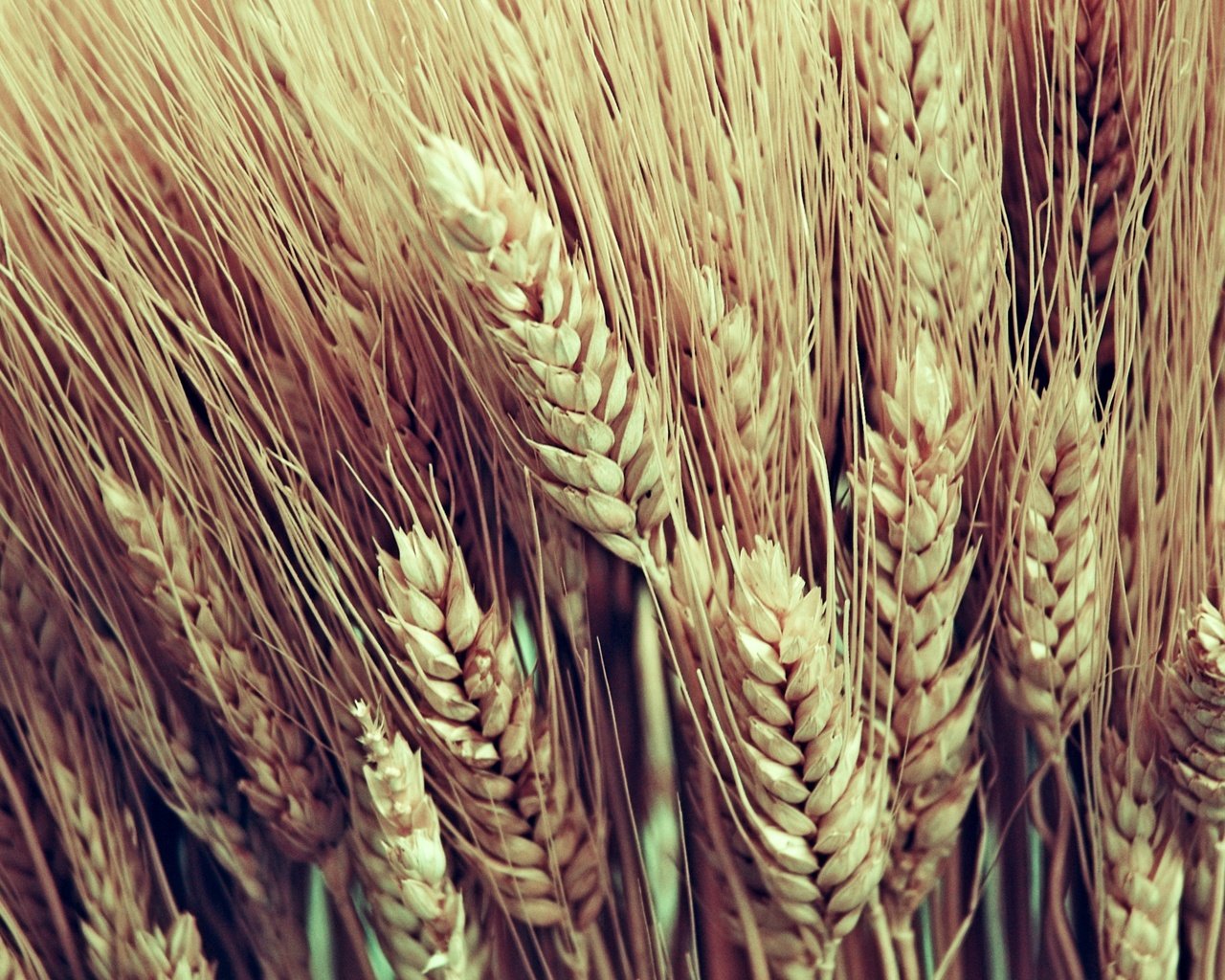 Обои макро, колосья, пшеница, урожай, macro, ears, wheat, harvest разрешение 2560x1600 Загрузить