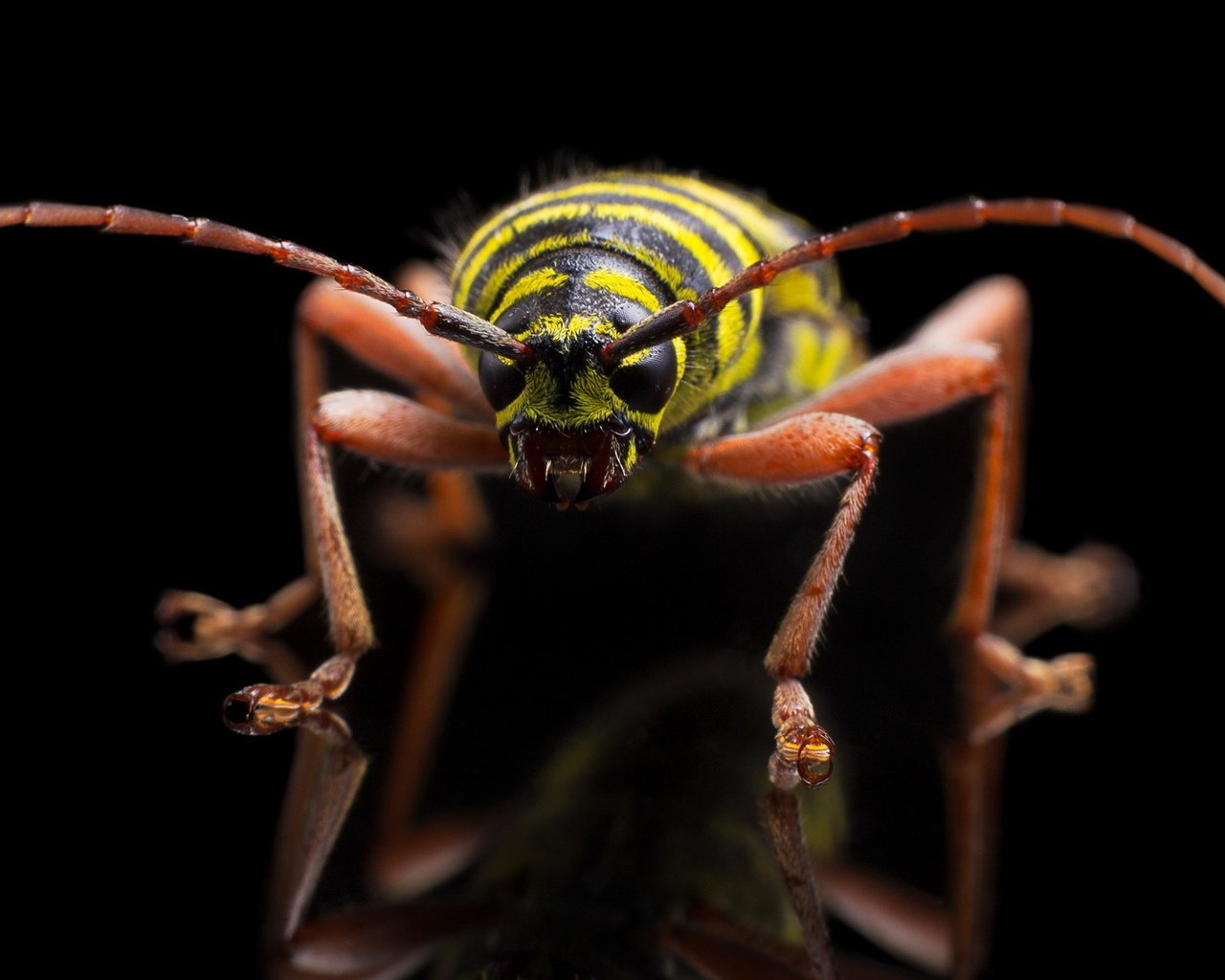 Обои насекомое, megacyllene caryae, painted hickory borer, insect разрешение 1951x1151 Загрузить