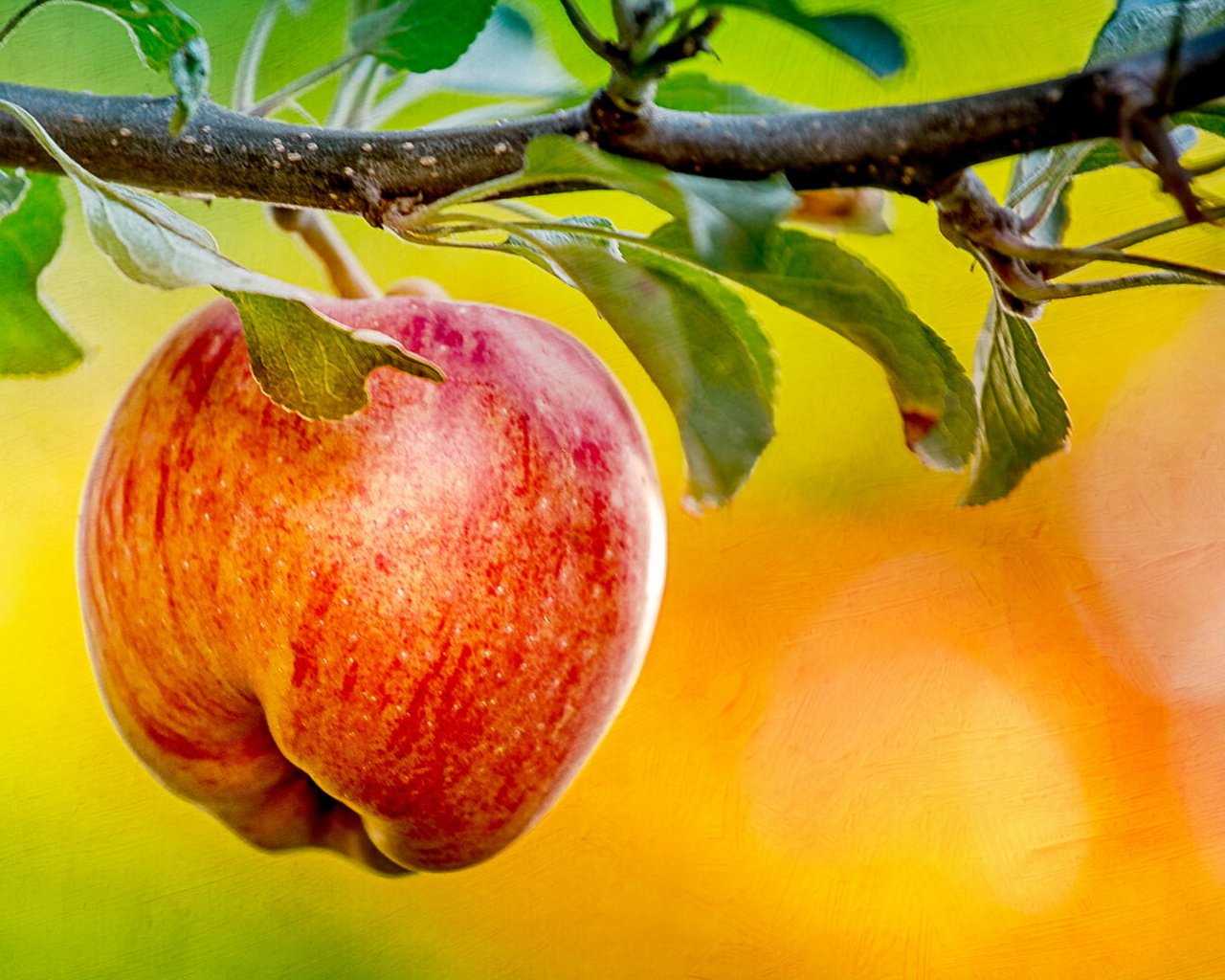 Обои природа, фон, яблоко, nature, background, apple разрешение 1920x1200 Загрузить
