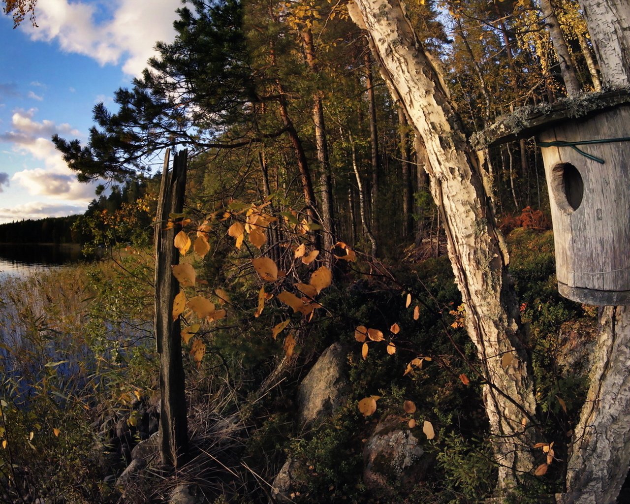 Обои деревья, озеро, осень, скворечник, trees, lake, autumn, birdhouse разрешение 1920x1146 Загрузить