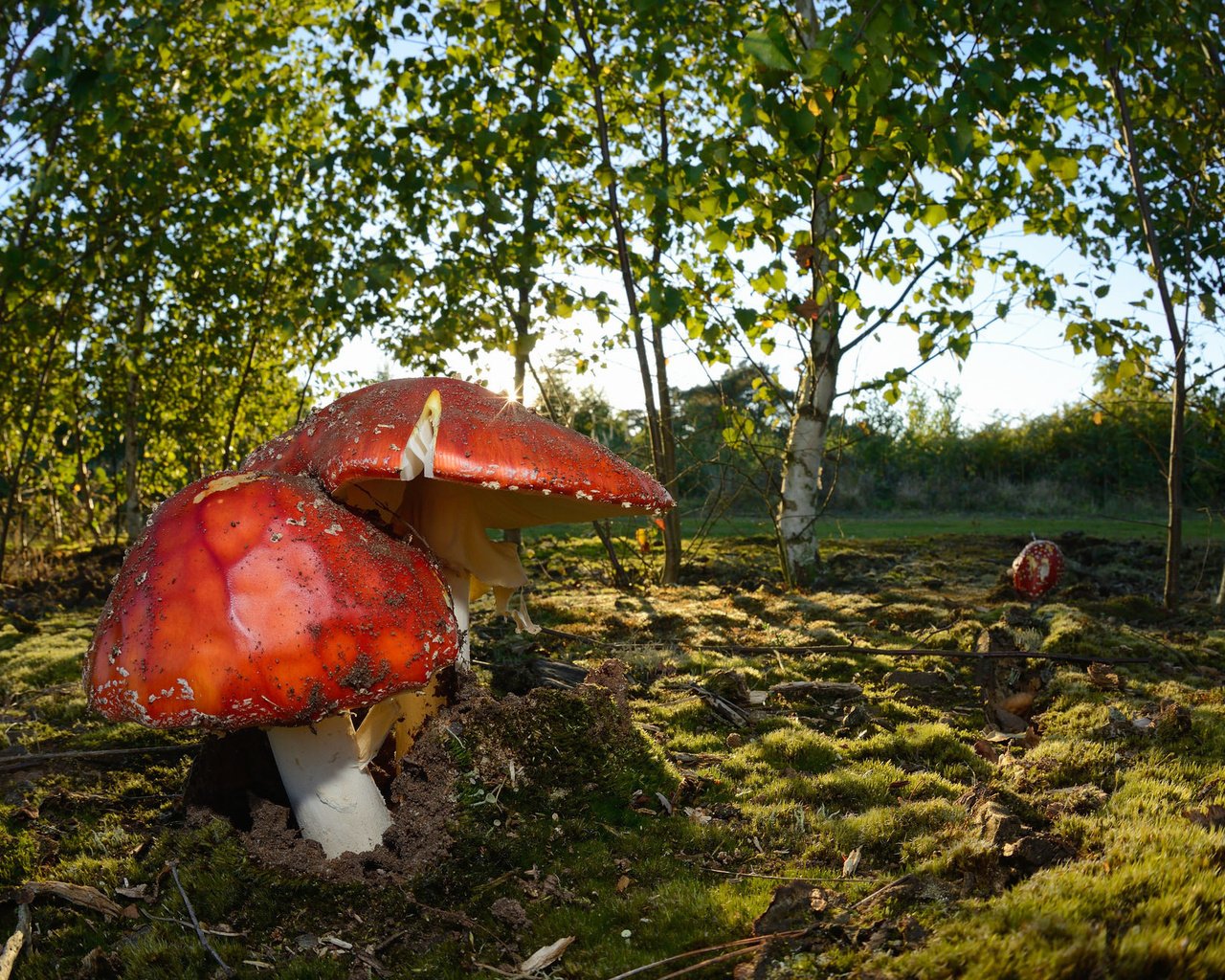 Обои природа, осень, грибы, nature, autumn, mushrooms разрешение 2048x1289 Загрузить