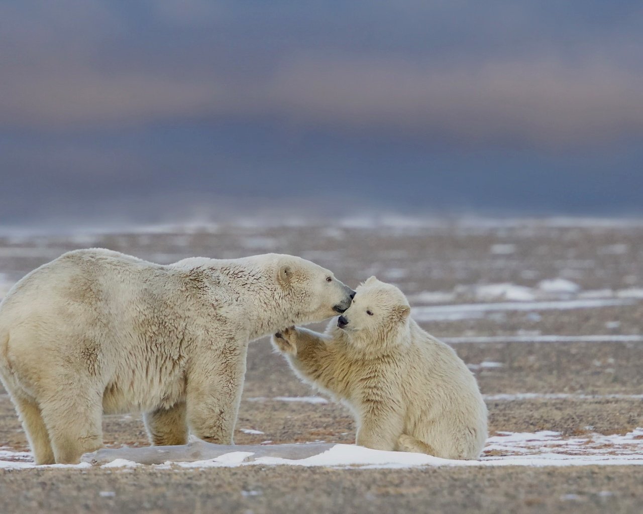 Обои природа, фон, белые, медведи, nature, background, white, bears разрешение 2048x1286 Загрузить