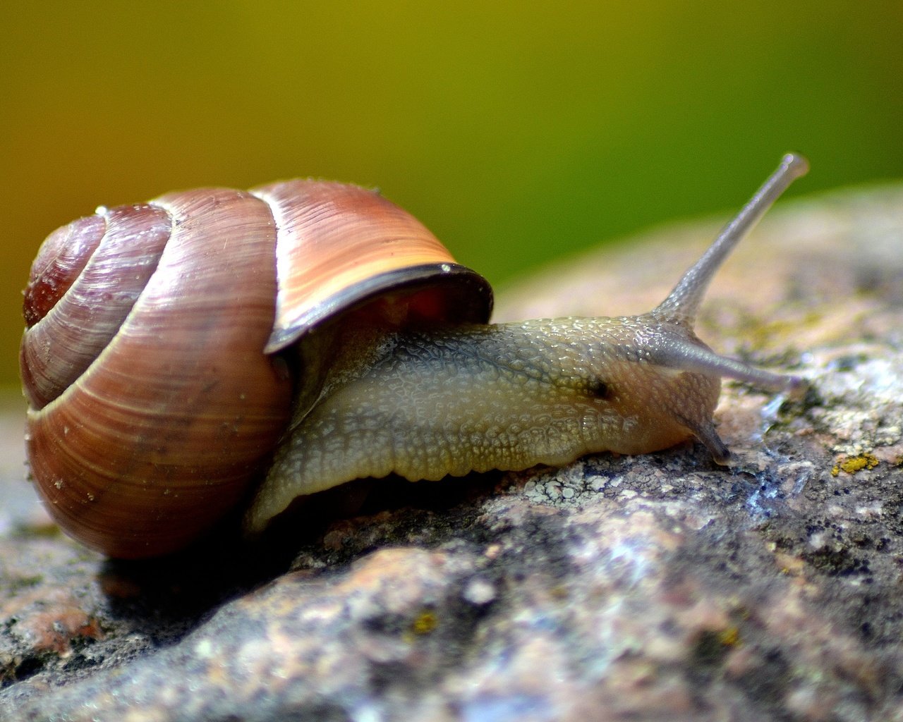 Обои макро, улитка, раковина, macro, snail, sink разрешение 4608x3072 Загрузить