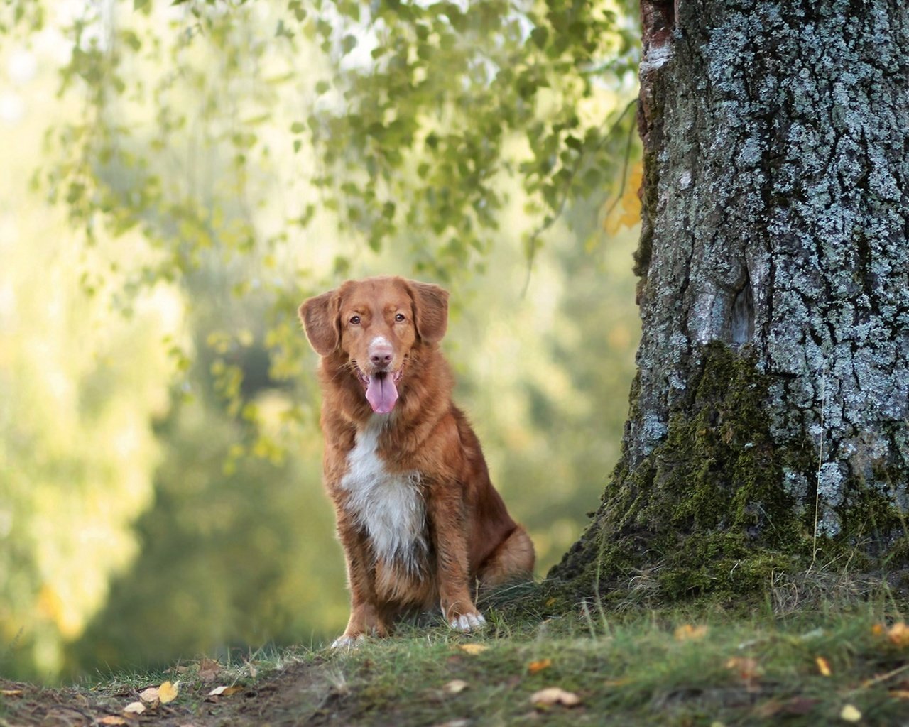 Обои дерево, взгляд, собака, друг, tree, look, dog, each разрешение 1920x1080 Загрузить