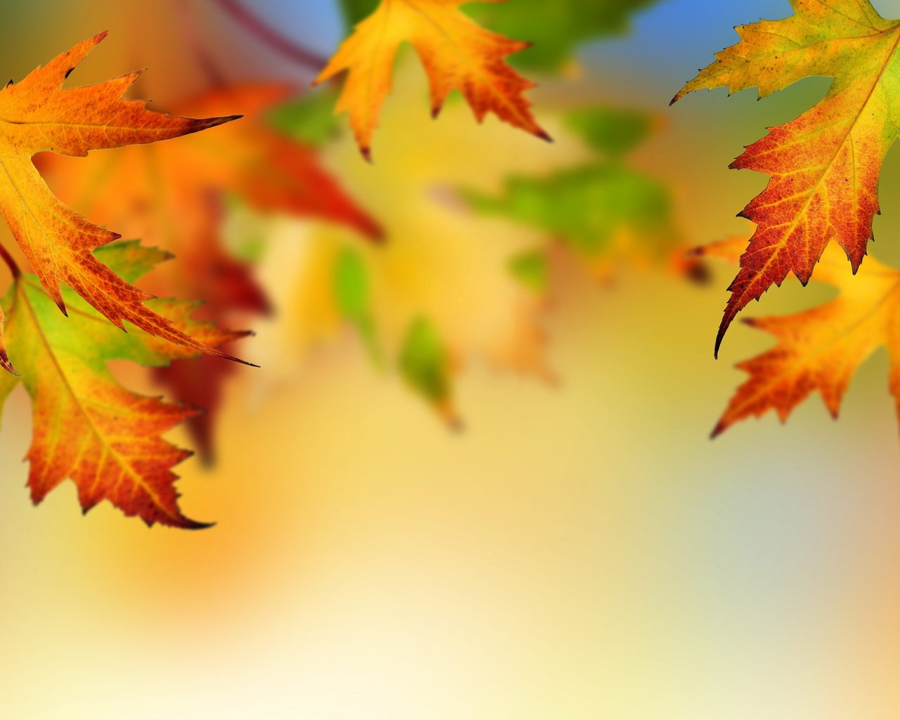 Обои листья, осень, клен, опадают, осен,  листья, leaves, autumn, maple, fall разрешение 5000x3350 Загрузить