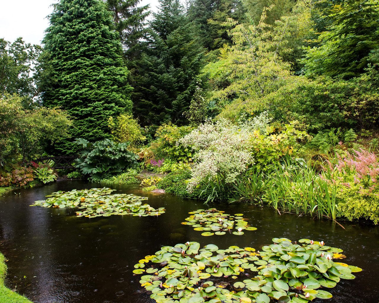 Обои деревья, парк, кусты, пруд, шотландия, attadale gardens, strathcarron, trees, park, the bushes, pond, scotland разрешение 3005x2000 Загрузить