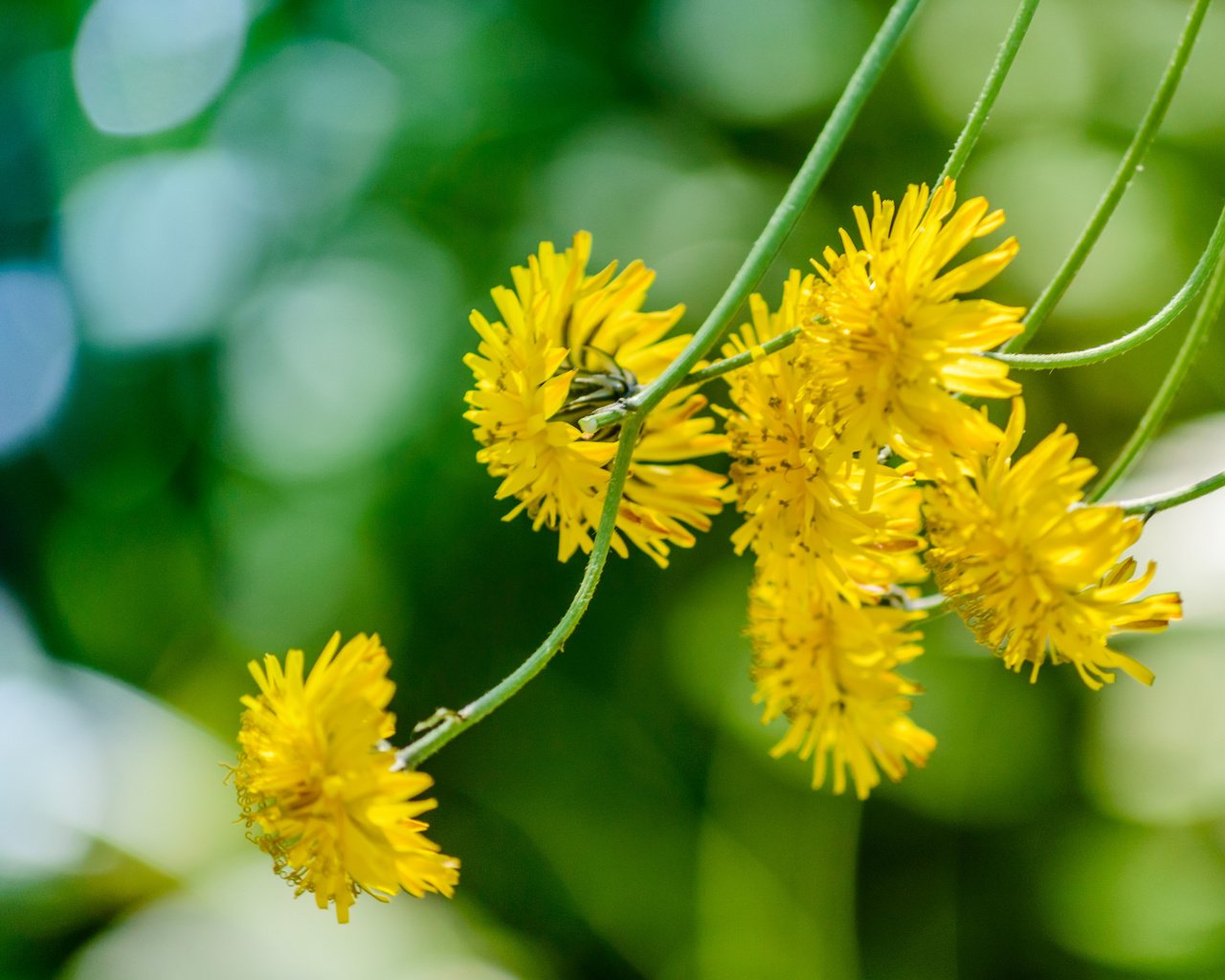 Обои цветы, макро, стебли, желтые, боке, ястребинка, flowers, macro, stems, yellow, bokeh разрешение 2048x1362 Загрузить