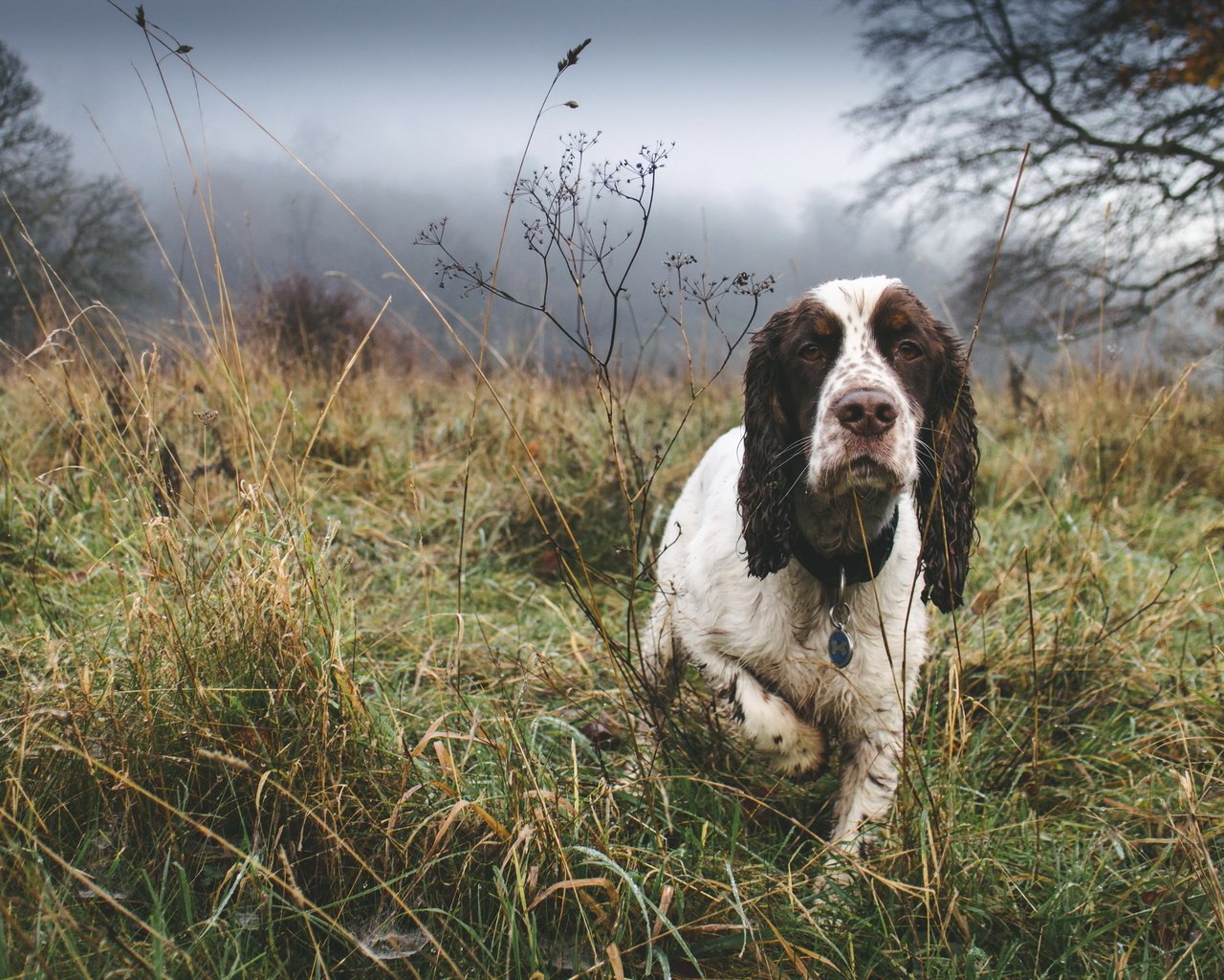 Обои туман, собака, друг, спаниель, fog, dog, each, spaniel разрешение 3000x2000 Загрузить