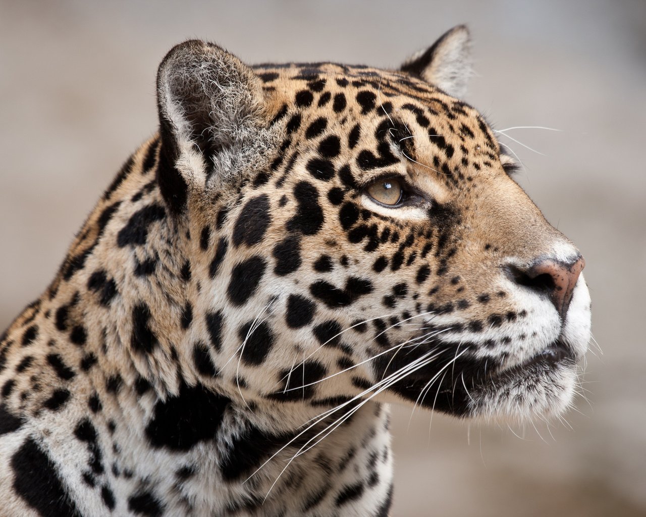 Обои морда, кошка, взгляд, ягуар, face, cat, look, jaguar разрешение 2048x1365 Загрузить