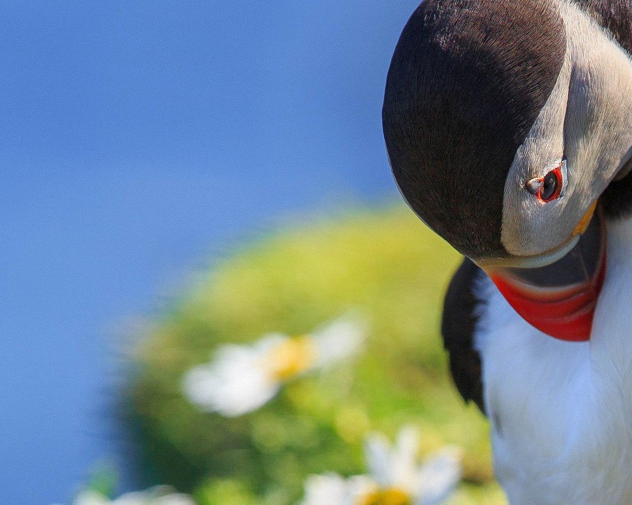 Обои макро, птица, тупик, shetland islands, melancholy puffin, macro, bird, stalled разрешение 1920x1200 Загрузить