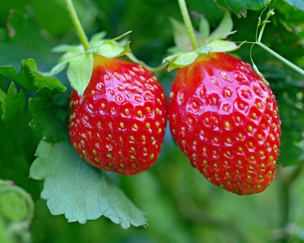 Обои красная, клубника, ягоды, red, strawberry, berries разрешение 2232x1439 Загрузить