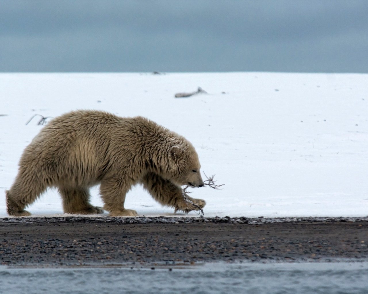 Обои природа, фон, полярный медведь, медведь, белый медведь, nature, background, polar bear, bear разрешение 1920x1080 Загрузить