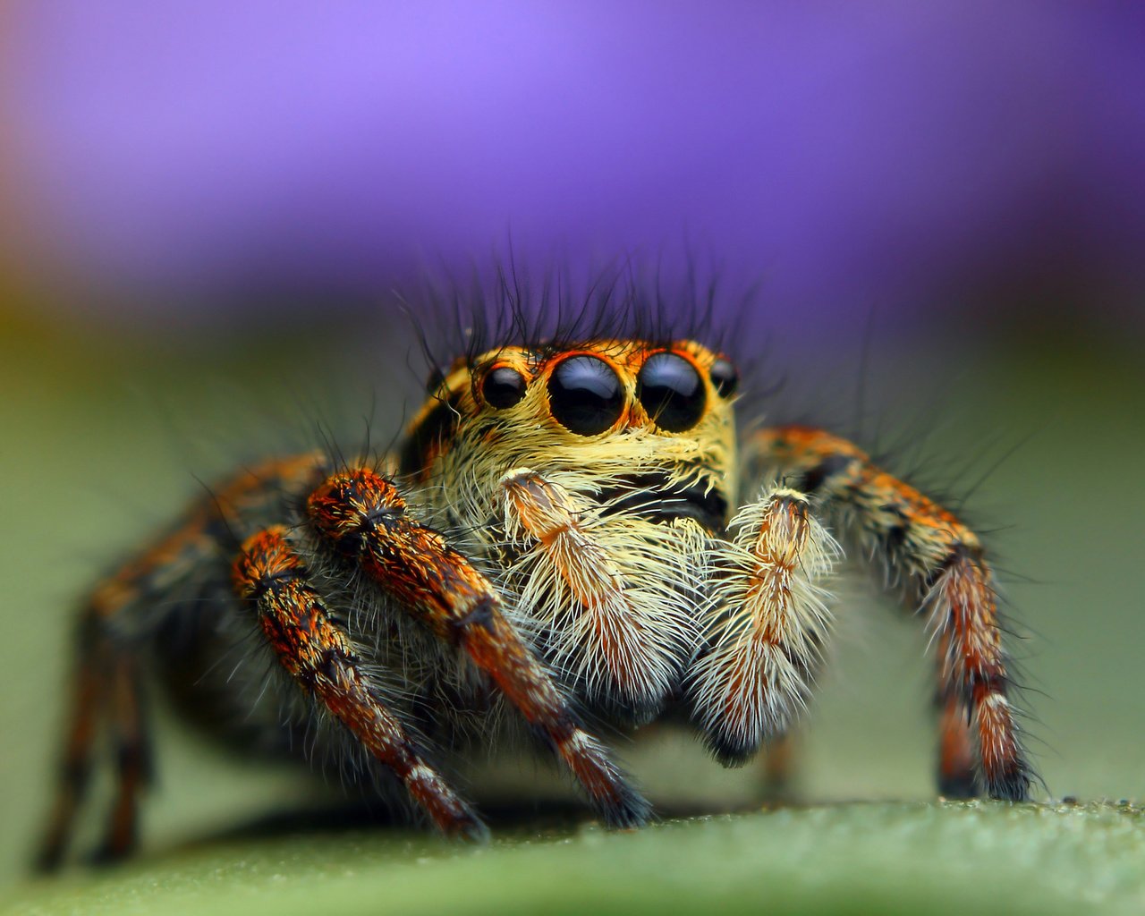 Обои глаза, насекомое, паук, лапки, паук-скакунчик, джампер, паук-скакун, eyes, insect, spider, legs, spider-skakuny, jumper, spider-racer разрешение 2048x1311 Загрузить