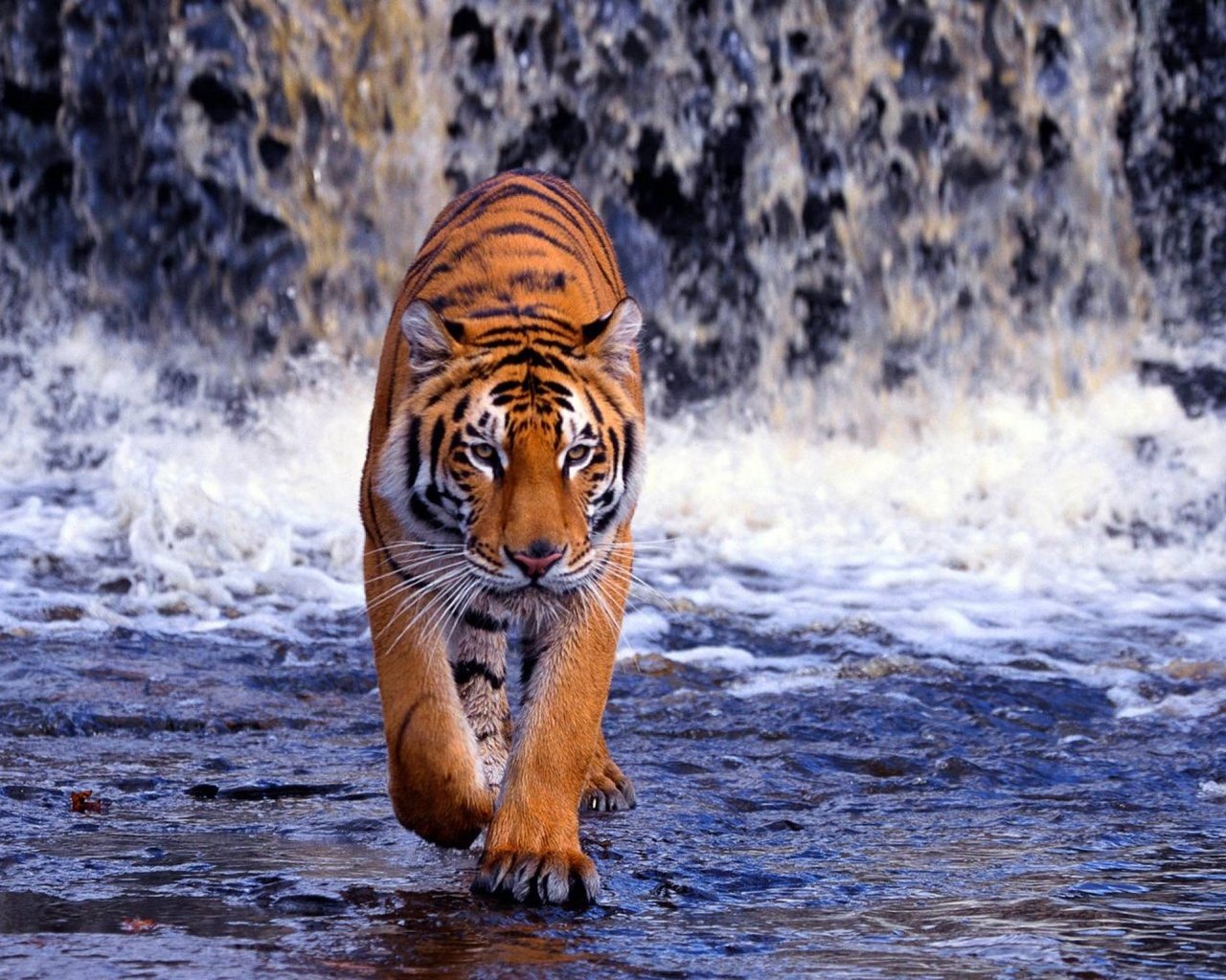 Обои тигр, река, водопад, жищник, tiger, river, waterfall, isnic разрешение 2560x1600 Загрузить